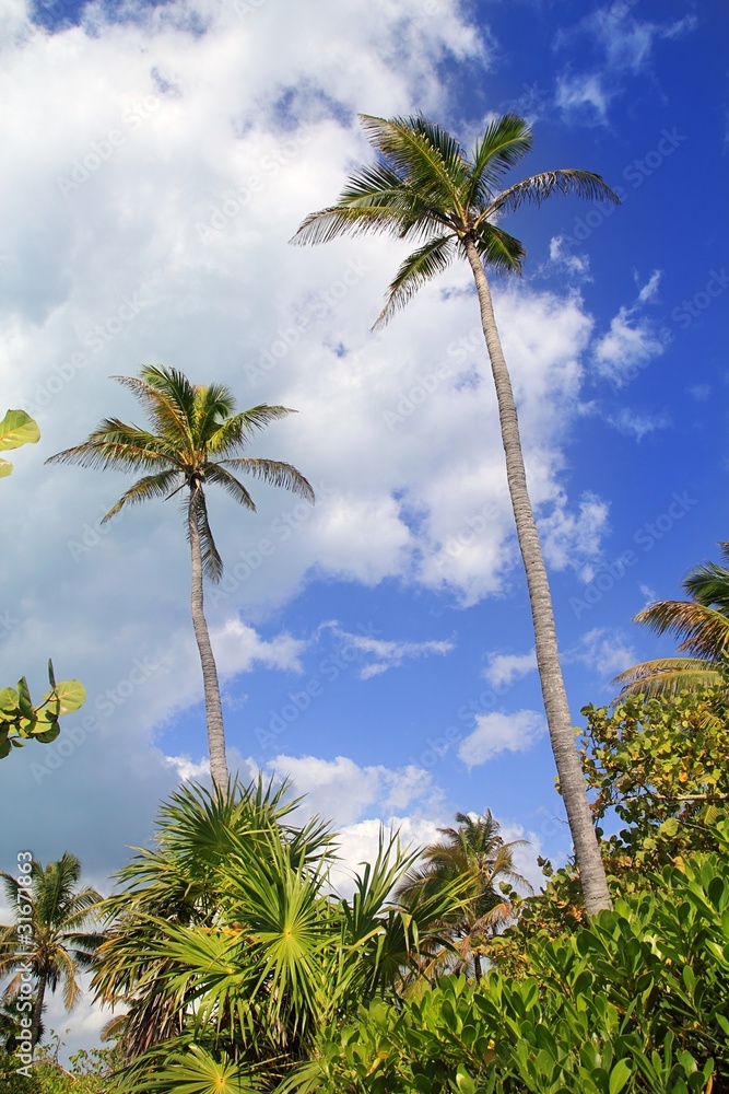Fototapeta premium Coconut palm trees tropical typical background