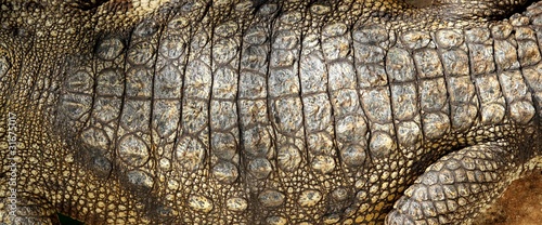 Alive Crocodile real skin macro texture detail