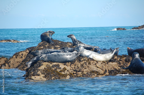 group of atlantic grey seals photo