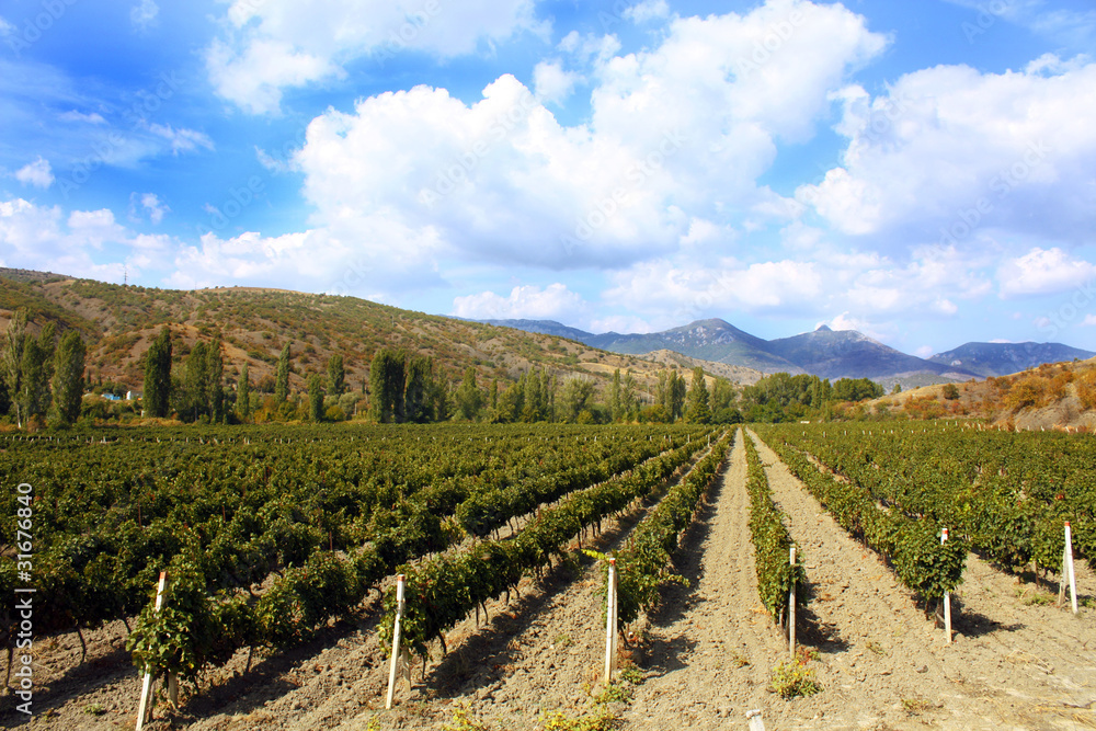 colourful vineyard landscape