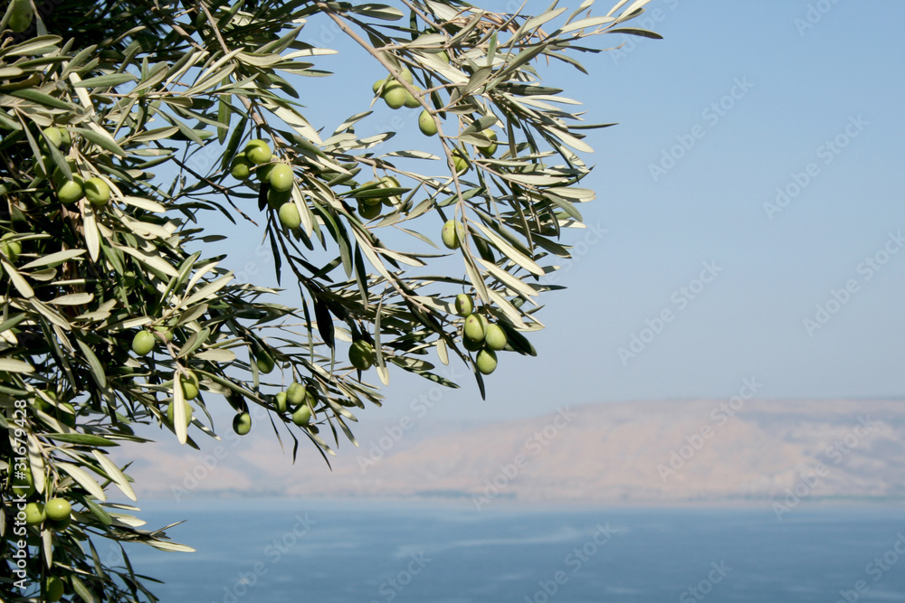 Obraz premium Olive tree against the Galillee sea and mountains
