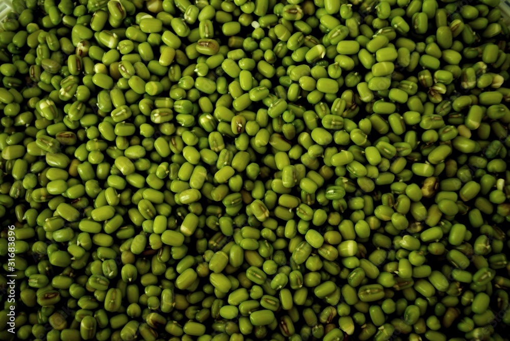 mung bean seed