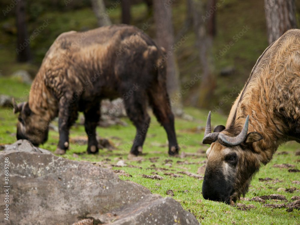 The takin is the national animal of Bhutan The takin is the national animal of Bhutan