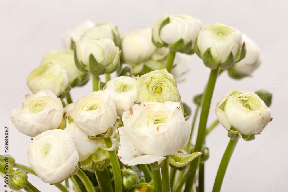 white Ranunculus white Ranunculus