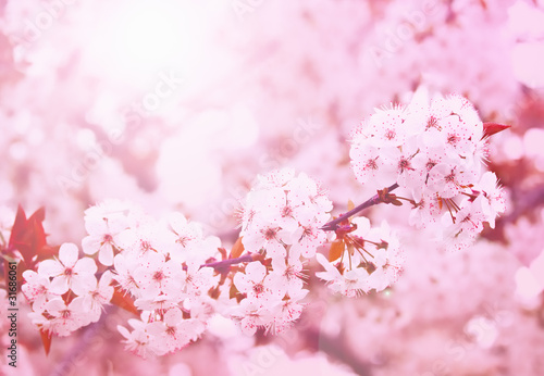 Spring blooming cherry flowers branch