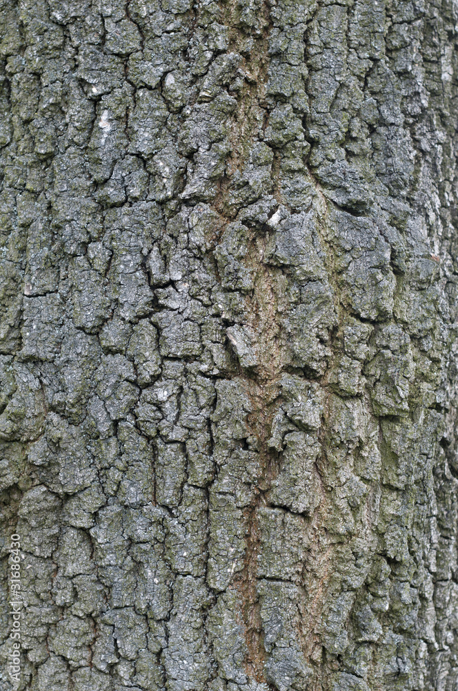 Fototapeta premium bark