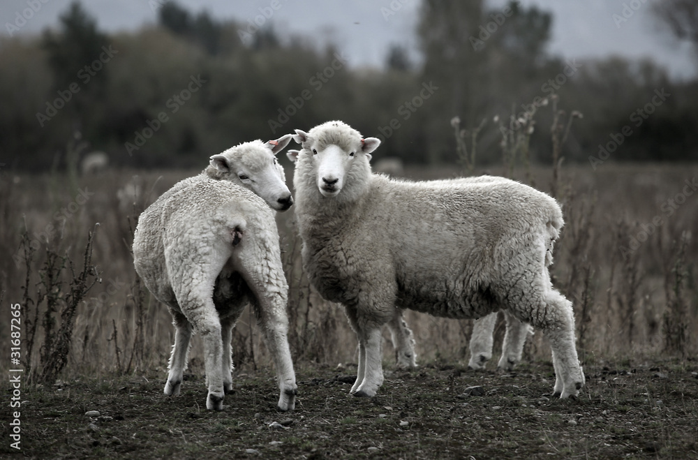 Obraz premium sheep grazing