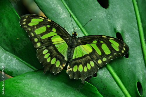 Malachite Butterfly #31687492