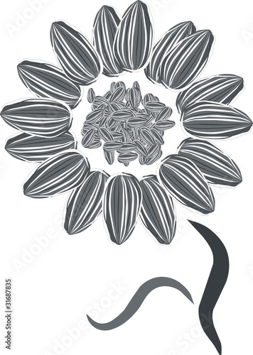 pipas de girasol