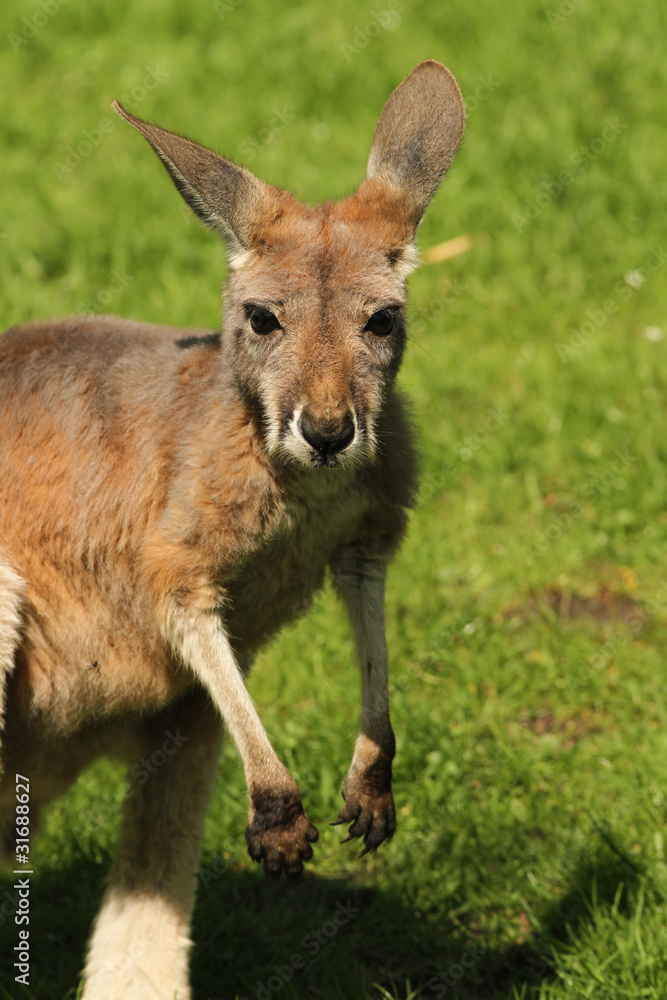 Baby kangaroo looking at you