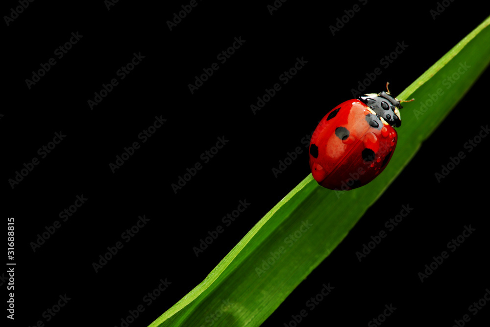 ladybug isolated on black ladybug isolated on black