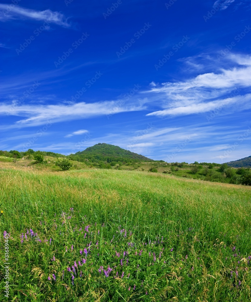 summer meadow landscape