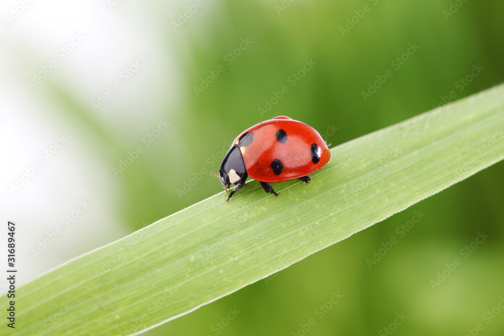 ladybug on grass ladybug on grass
