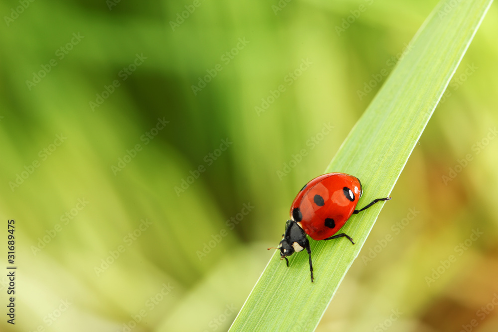 Fototapeta premium ladybug on grass