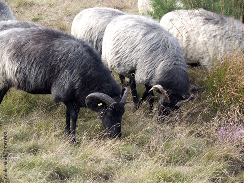 Heidschnucken - Moorland sheep photo