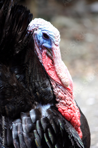 A male turkey with his feather fanned out