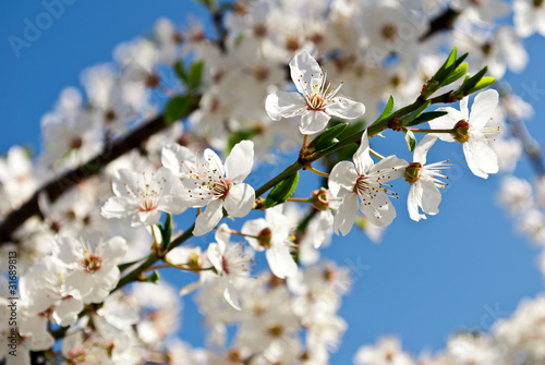 Kirschblüten photo