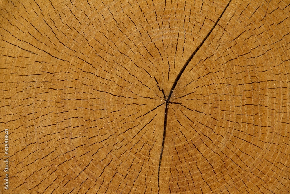 Fototapeta premium Eichenschnitt