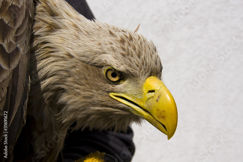 White-tailed eagle (Haliaeetus albicilla) photo