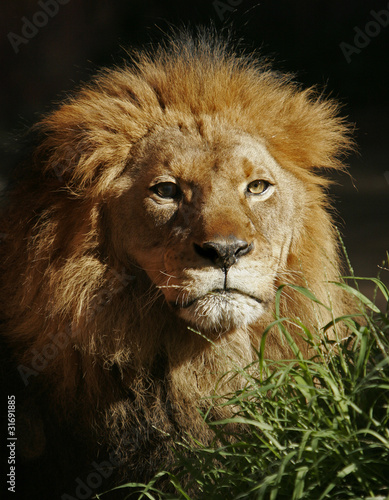 Portrait of Lion