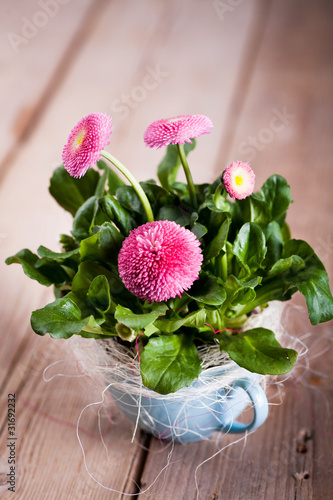 pot of Bellis perennis photo