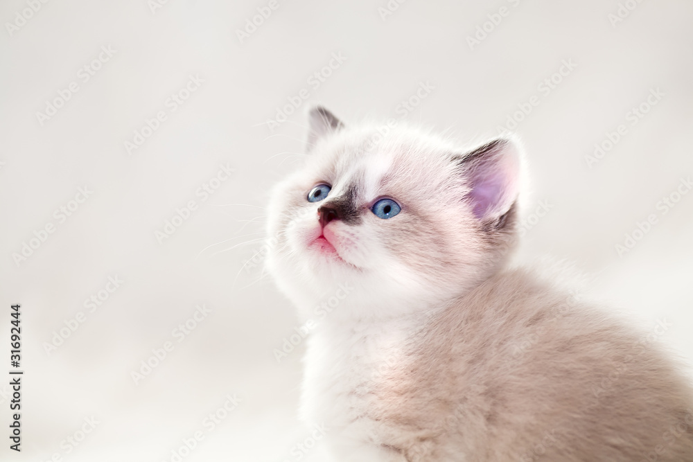 persian kitty persian kitty