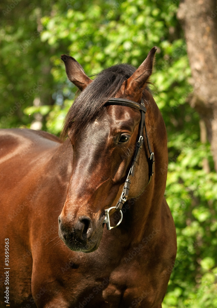 Obraz premium portrait of the bay horse