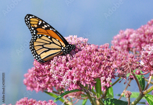 Monarch Butterfly on Swamp Milkweed Wildflower