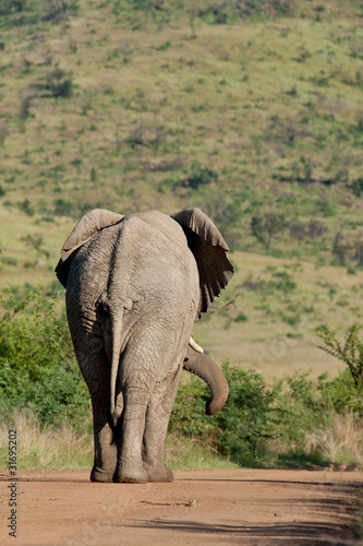 African Elephant