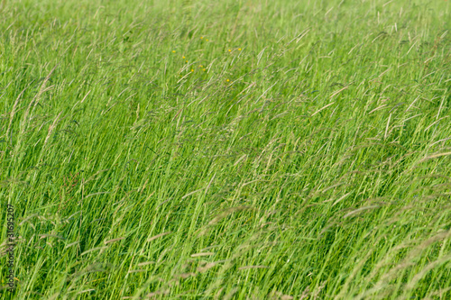 Green high grass meadow background.