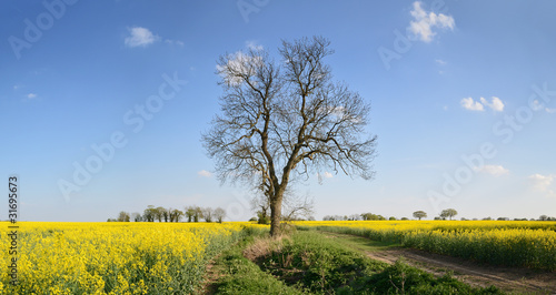 Rapeseed Field