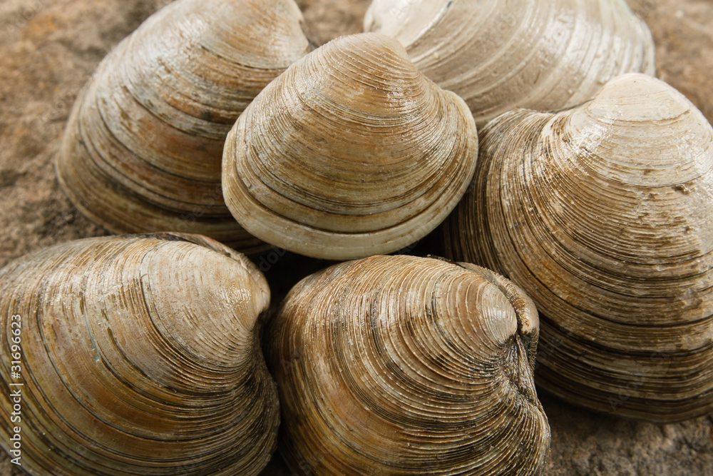 Close up of Littleneck Clams Close up of Littleneck Clams