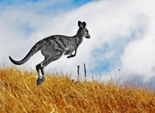 Kangaroo photo
