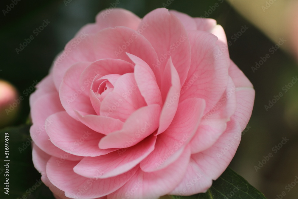 ツバキの花 ツバキの花