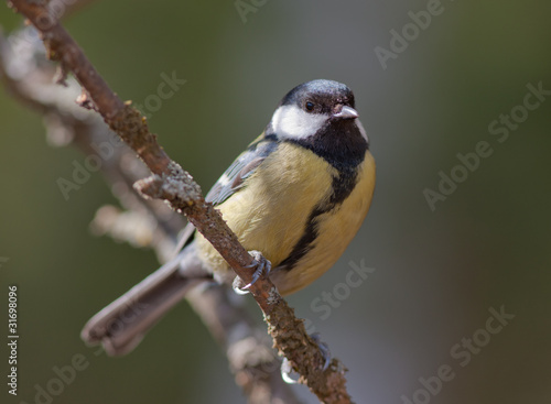 Portrait of a titmouse