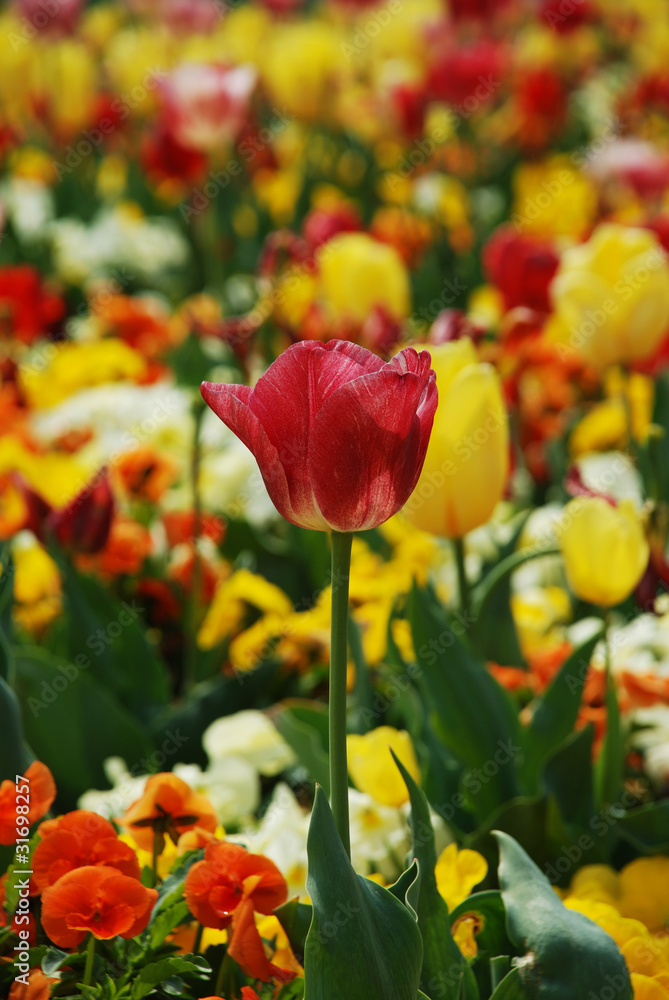 Fototapeta premium tulipano rosso