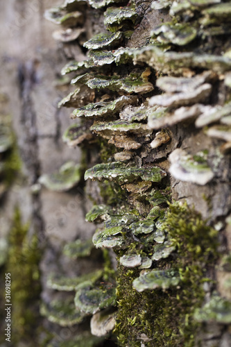 champignons sur tronc d'arbre