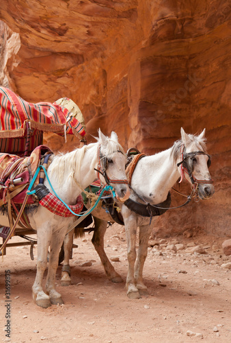 Pferdegespann in Petra