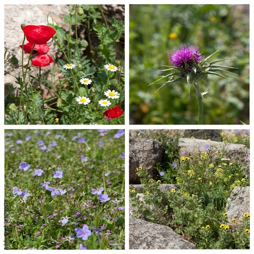 Wildblumen photo