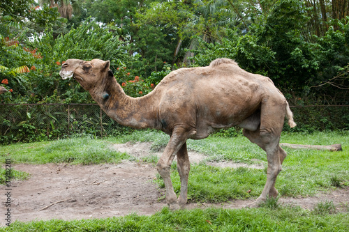 Camel © Kenishirotie