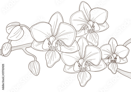 Orchids