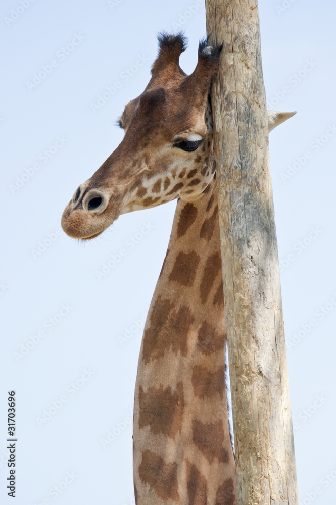 Fototapeta premium Girafe