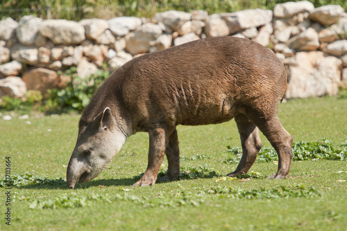 Tapir