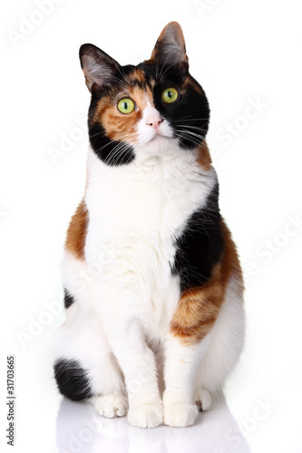 bobtail cat © MWiner