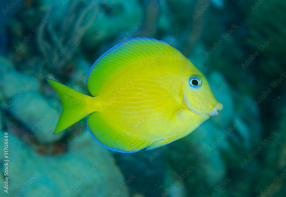 Juvenile Blue Tang, picture taken in south east Florida.. Juvenile Blue Tang, picture taken in south east Florida..