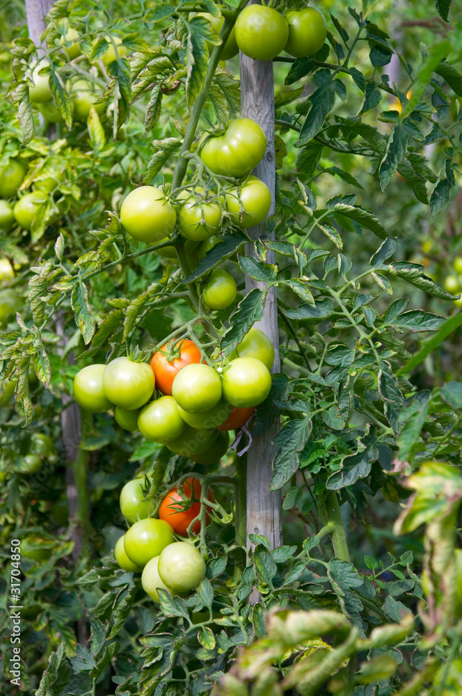 Tomatenanbau
