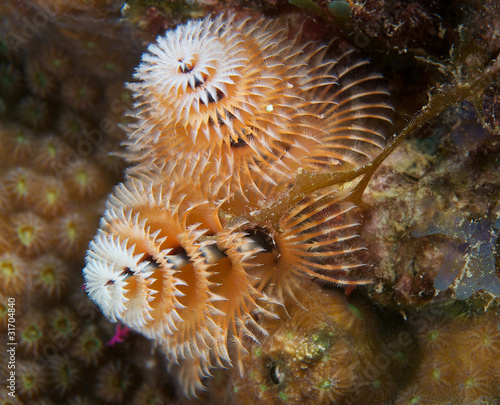Christmas Tree Worm, picture taken in south east Florida..