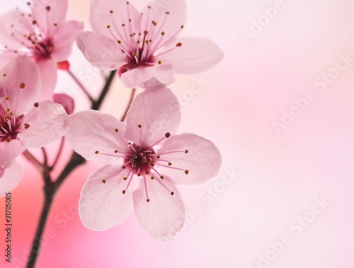 pink flower © Hassan Reine