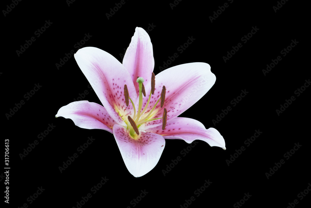lily on black lily on black