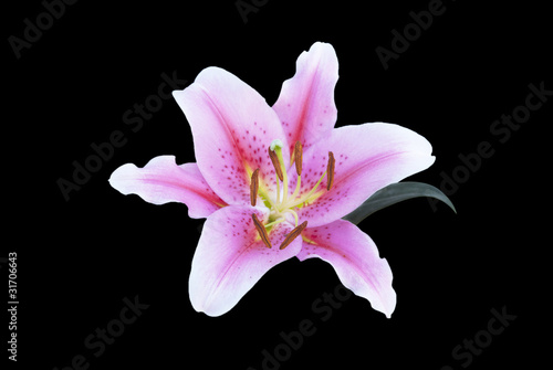 Fototapet pink lily